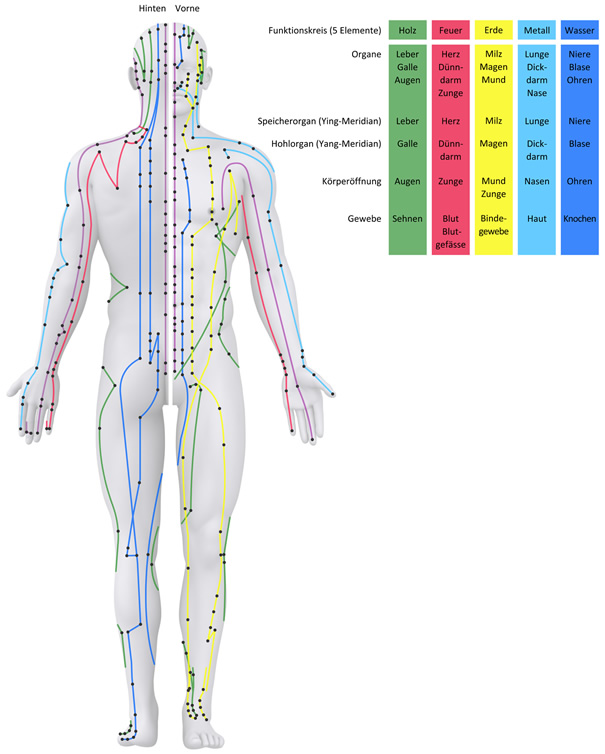 Die wichtigsten Akupunkturpunkte